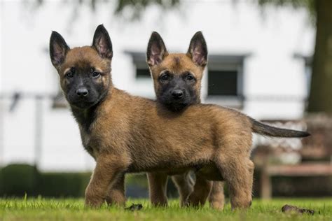 Belgian Malinois Breed: Characteristics, Care & Photos | BeChewy