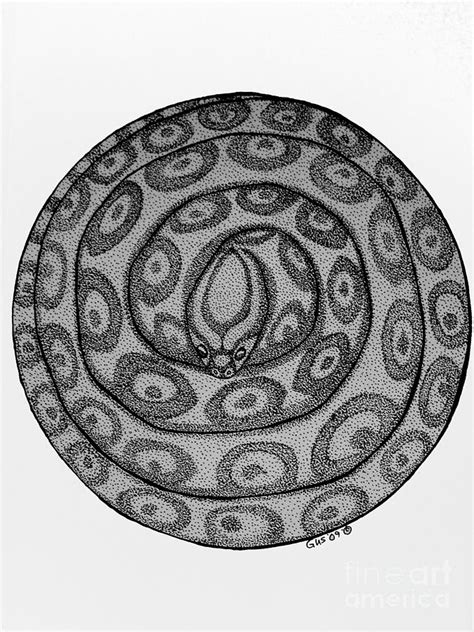 snake ball drawing  nick gustafson fine art america