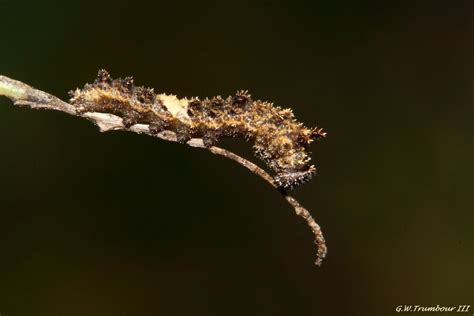 Red Spotted Purple butterfly caterpillar 1 by natureguy on DeviantArt