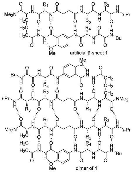 Beta Sheet Antiparallel Vs Parallel