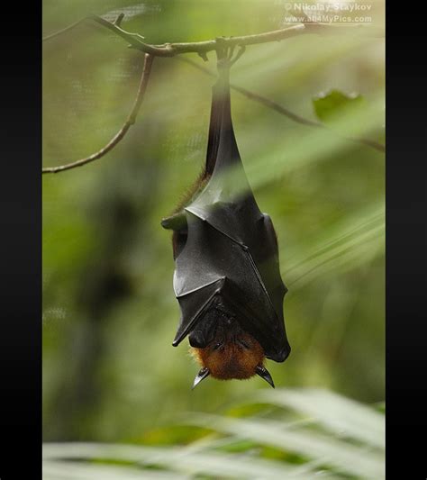 Giant Golden Crowned Flying Fox Acerodon Jubatus Birds Photographer