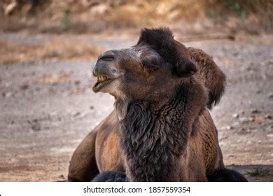 Portrait Camel Funny Face Bactrian Camel Stock Photo 1857559354 ...