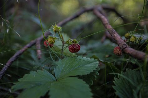 Erdbeere Wald Beere Kostenloses Foto Auf Pixabay Pixabay