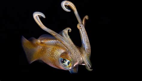 Giant Squid Washes Up On New Zealand Beach Environment News Zee News