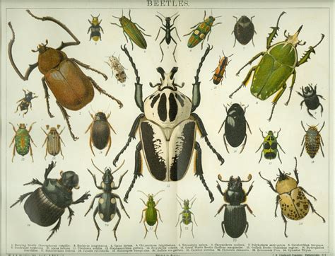 Vintage 1923 Beetle Insect Print