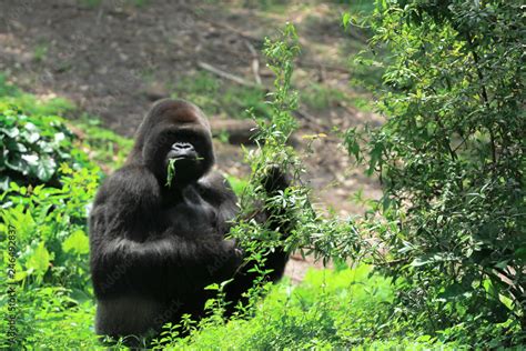 Silver back gorilla eating foliage Stock Photo | Adobe Stock