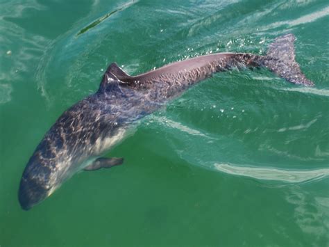 Vaquita Porpoise – "OCEAN TREASURES" Memorial Library