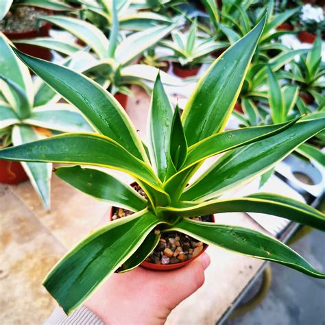 Agave desmettiana cv variegata Uhlig Kakteen Über 5000