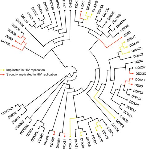 Phylogeny Of Human Dexd H Box Proteins And Their Involvement In Human