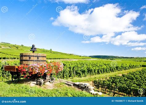 Vineyards, France stock image. Image of locations, viticulture - 19608877