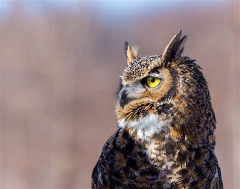 Owls In Texas: 17 Species That You Must-See In This State