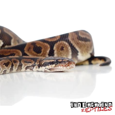 Het Red Axanthic Ball Python Traits Morphpedia