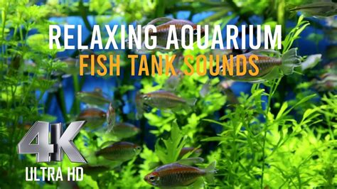 Relaxing Aquarium Fish Tank Sounds - YouTube