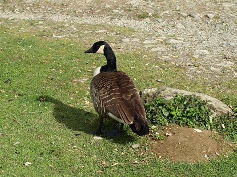 Fotos gratis césped pájaro fauna silvestre pico ave pato ganso