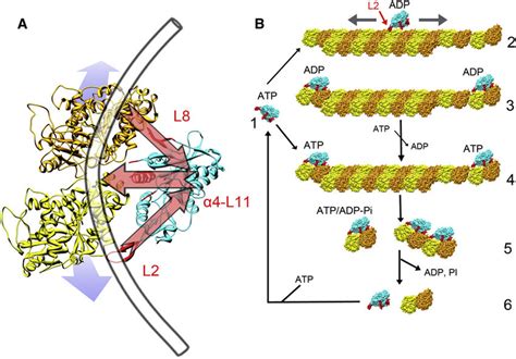 Structural Model For Kinesin 13induced Mt Depolymerization A The