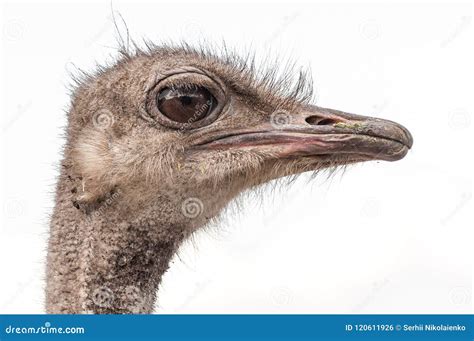 A Close Up Of An Ostrich The Largest Flightless Bird Stock Photo