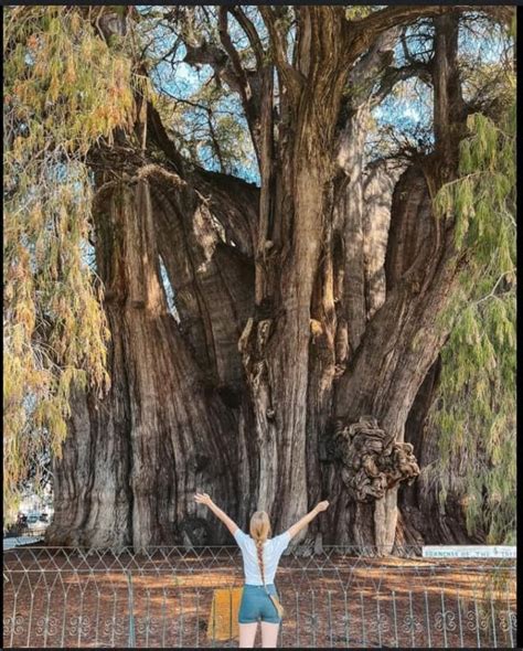 Big Tree Seekers El Arbol Del Tule Is Located In Church Grounds Of