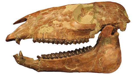 Fossils of the Columbia Plateau — Earth@Home