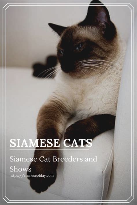 20 List Of Siamese Cat Names And Personality Interesting Facts Artofit