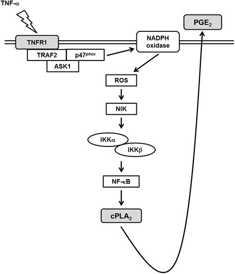 Frontiers Tnf α Induced Cpla2 Expression Via Nadph Oxidase Reactive