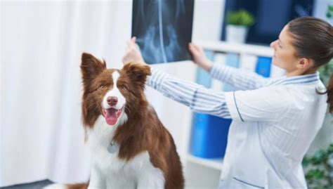 Pneumonia in Dogs: Causes, Symptoms, and Treatment