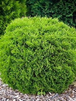 Golden Globe Arborvitae For Sale Online The Tree Center