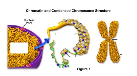 Eukaryotic Cell Reproduction Chromosome Structure Study