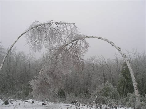 Earth Love Birches And Ice Storms