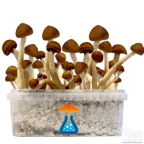 Colombian Magic Mushroom Grow Kit Getmagic