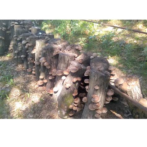 Mushroom Plugs - Caring for Your Logs - Organic Gardening Blog – Grow Organic