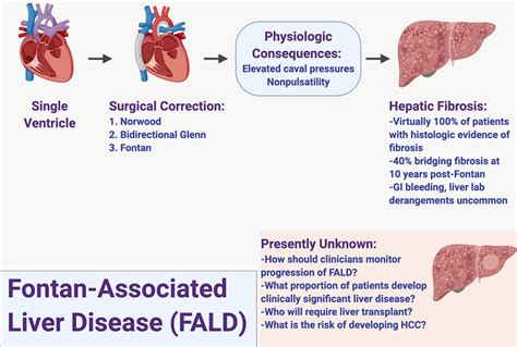 Fontan Associated Liver Disease Circulation