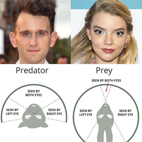 Thanks, I hate the predator-prey diagram examples : r/TIHI