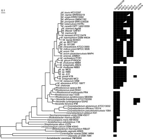 Maximum Likelihood Phylogeny Of Actinobacteria With Presence Absence