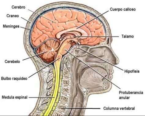 Anatomía del sistema nervioso central Biologie