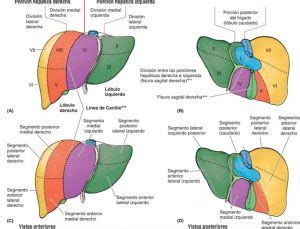 Anatomía del Hígado Paradigmia