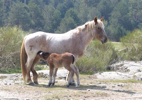 La Cría De Caballos En Zonas De Montaña Del Norte Peninsular Es