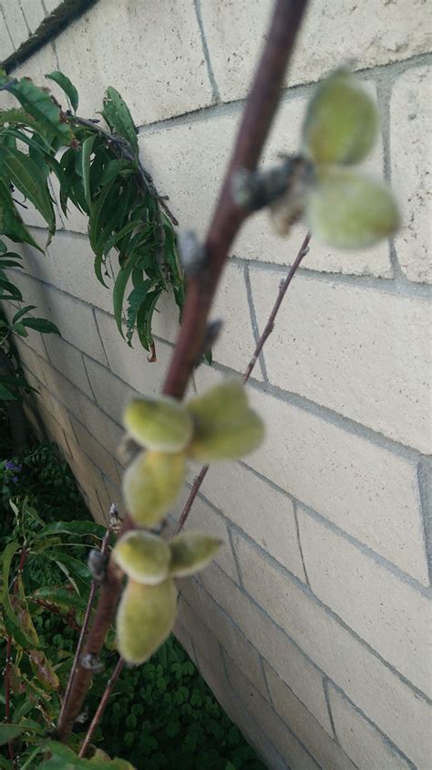 plant recommendations - Taking care of a peach? tree - Gardening & Landscaping Stack Exchange