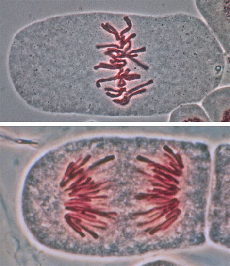 Mitosis Light Micrograph Acheter Une Photo 13754701 Science Photo