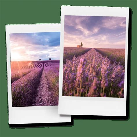 Lavender fields of Provence • Thrive and Wander