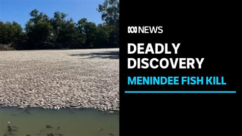 Massive Fish Kill At Menindee Under Investigation Abc News The