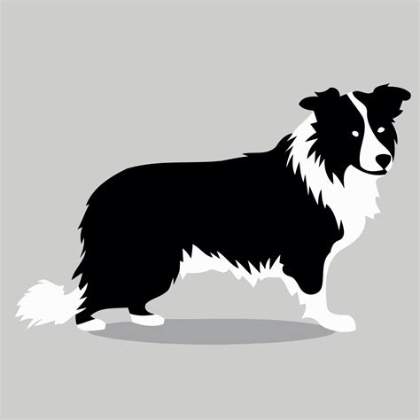 Dog Of The Breed Border Collie Silhouette In Black And White 23631022