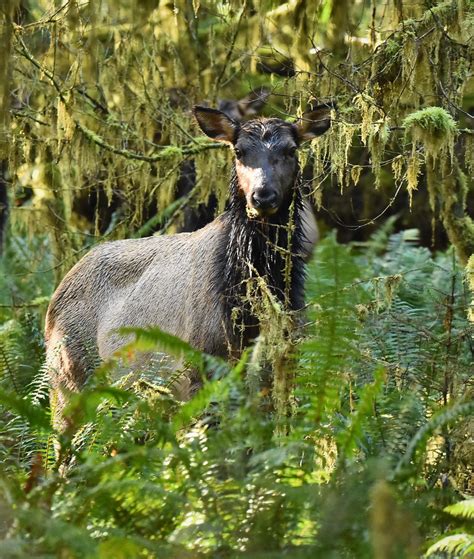 Temperate Rainforest Roosevelt Elk Queets Valley Olympic Flickr