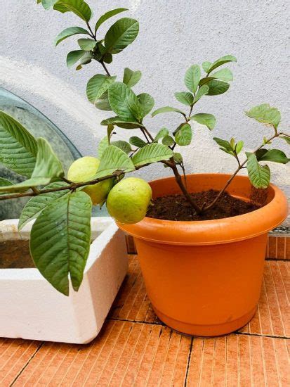 Growing Guava In Pots Guava Tree Care And Information