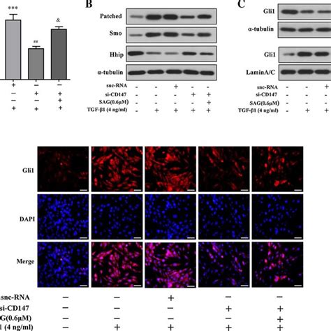 Cd147 Regulated Glycolysis Mediated Hscs Activation Through Hedgehog Download Scientific