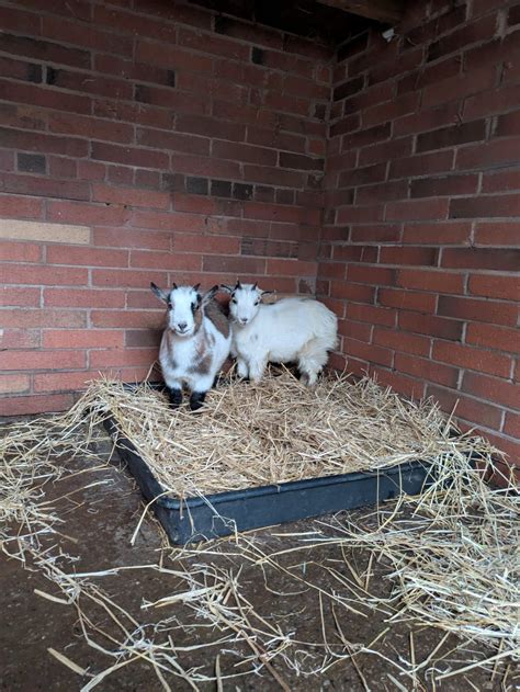 Rice Lane City Farm | Liverpool