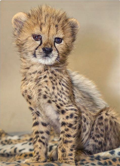 Adorable Baby Cheetah Cute Cats Baby Animals Animals Wild