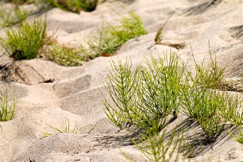 Sand Plants by Camelfox01 on DeviantArt