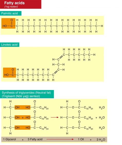 Triglycerides normal range for women - sakiexpress