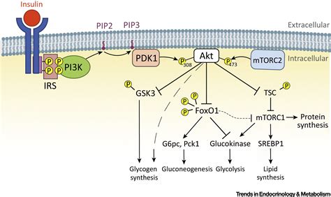 Unraveling The Regulation Of Hepatic Metabolism By Insulin Trends In