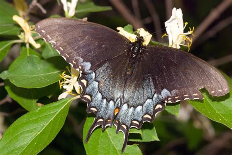 Common Butterflies — Texas Insect Identification Tools